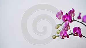 Close-up branch of a dark purple blooming orchid on a white background.Phalaenopsis home flowers,garden.Concept for a beautiful