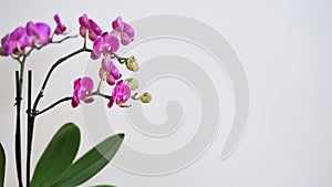 Close-up branch of a dark purple blooming orchid on a white background.Phalaenopsis home flowers,garden.Concept for a beautiful