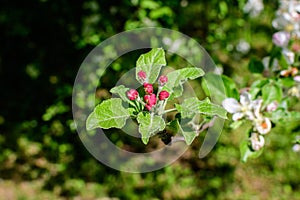 Close up of a branch with delicate red apple tree flower buds in full bloom with blurred background in a garden in a sunny spring