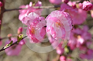 The close-up of a branch of elm plum blooming in the community is very beautiful