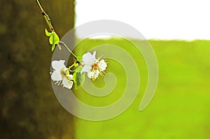 Close-up of a branch with the first springtime blossoms