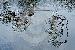 Close-Up Of Branch Floating On Lake. Reflexion