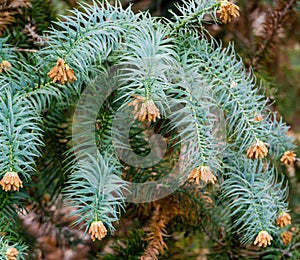 Close-up of branch flowering Chinese Fir Tree Cunninghamia lanceolata  `Glauca` in spring Arboretum Park