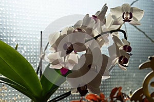 Close-up of Branch with flowers of white orchid phalaenopsis backlight effects