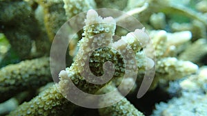Close up on branch of hard coral polyps out tentacles