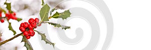 Close up of a branch of holly with red berries with snow, panoramic winter background