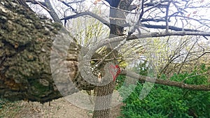 Tree with heart graffiti on Gellert Hill, Budapest, Hungary