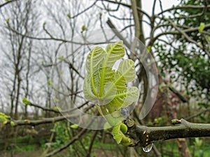 Close up of branch leaf buds on fig tree on a rainy day in spring