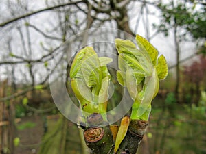 Close up of branch leaf buds on fig tree on a rainy day in spring