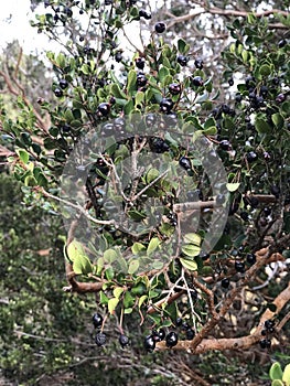 A branch of Luma apiculata (Chilean myrtle) full of black berries photo
