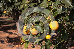 Close-up of a branch of a persimmon tree in a crop field dedicated to this fruit