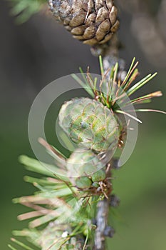A branch of Pine Tree with needles and Pine Cone