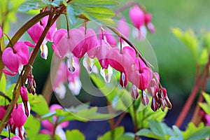 Close up of a branch of pink bleeding hearts