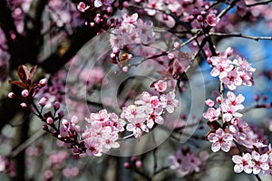 Close up of a branch with pink cherry tree flowers in full bloom in a garden in a sunny spring day, beautiful Japanese cherry blos