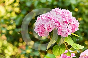 Close up branch with pink Hydrangea flowers blooming in spring