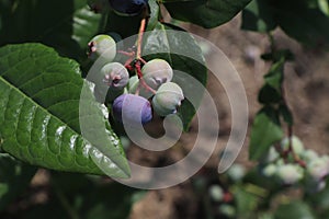 A close up of branch with ripening berries of highbush blueberry (Vaccinium corymbosum). Copy space for text