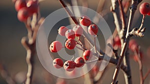 Close-up branch of rowan berries. concept nature berries on rowan tree. rowan branch without leaves against the sky