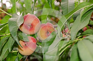 Close-up of a branch with saturn peaches and green leaves