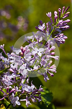 close up with branch of (Syringa vulgaris) blooming in spring