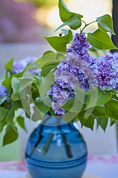 close up with branch of (Syringa vulgaris) blooming in spring