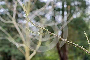 Close Up Branch Of A Taxodium Distichum Peve Minaret Tree At At Amsterdam The Netherlands 4-4-2024