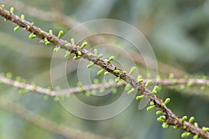 Close Up Branch Of A Taxodium Distichum Peve Minaret Tree At At Amsterdam The Netherlands 4-4-2024