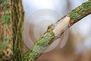 Close up of a branch of a tree in a forest