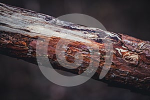 Close up of a branch of a tree in a forest