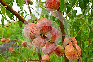 Close-up, branch of a tree peach with ripe red juicy fruits in a green garden. Summer vitamins