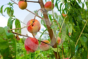 Close-up, branch of a tree peach with ripe red juicy fruits in a green garden. Summer vitamins