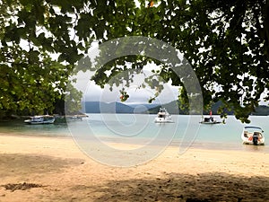 Close-up of a branch of a tropical tree in the background some leisure boats moored near the beach in Ilhabela