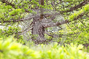 close-up branch and trunk of European silver fir, Abies alba