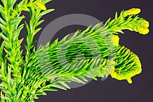 Close-up of a branch of a well structured conifer photo
