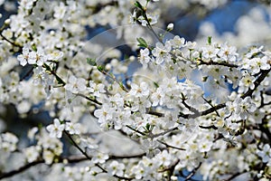 Close up of a branch with white cherry tree flowers in full bloom with blurred background in a garden in a sunny spring day, beaut