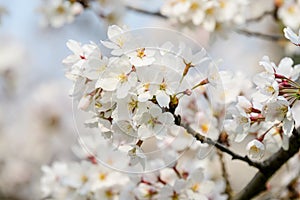 Close up of a branch with white cherry tree flowers in full bloom with blurred background in a garden in a sunny spring day, beaut