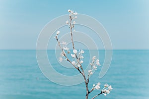 close up of a branch with white tender flowers in front of blue clear sky and ocean. Calm peaceful spring theme. Navy