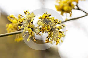 close-up of a branch with yellow flowers of the European dogwood Cornus mas in early spring, selective focus. Dogwood