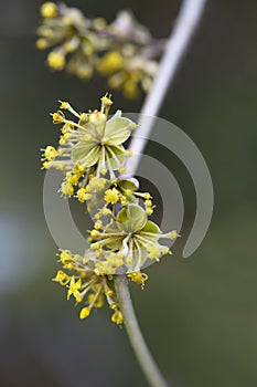 close-up of a branch with yellow flowers of the European dogwood Cornus mas in early spring, selective focus. Dogwood