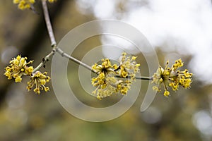 close-up of a branch with yellow flowers of the European dogwood Cornus mas in early spring, selective focus. Dogwood