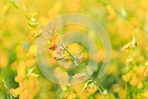 Close up branch of yellow Sunn hemp flower with field