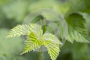 Close-up of branch with young leaves of blackberry bush growing in the garden in spring sunny day. Selective focus