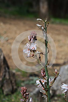 Close-up of Branched Asphodel Flower, Asphodelus Ramosus, Nature