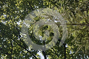 close-up of branches of abies homolepis (coniferous) tree