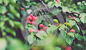 Close up of branches of apricot in garden. Apricots growing on tree in summertime. Concept of organic products and eco