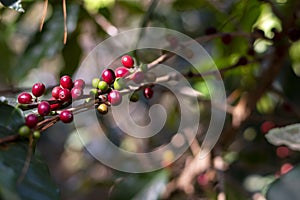 Close Up branches of Arabica coffee plants in Thailand.Coffee beans are ripe