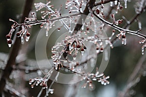Close up of the branches and berries of a Prairie Fire Crabapple tree encased in ice after a spring storm in Wisconsin