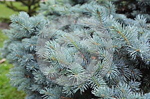 A close-up on branches of Colorado blue spruce evergreen tree with silvery-blue needles and dense foliage