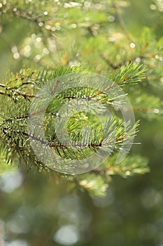 Close-up of branches of a coniferous tree growing in a forest with raindrops and sunlight.