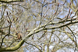 Close Up Branches Of A Fagus Sylvatica Grandidentata Tree At Amsterdam The Netherlands 4-4-2024