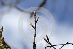 Close Up Branches Of A Fagus Sylvatica Grandidentata Tree At Amsterdam The Netherlands 4-4-2024